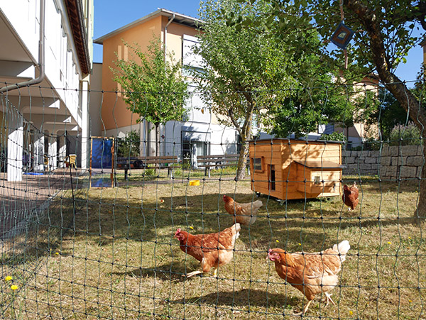 Bild: Leihhühner im BvS-Heim